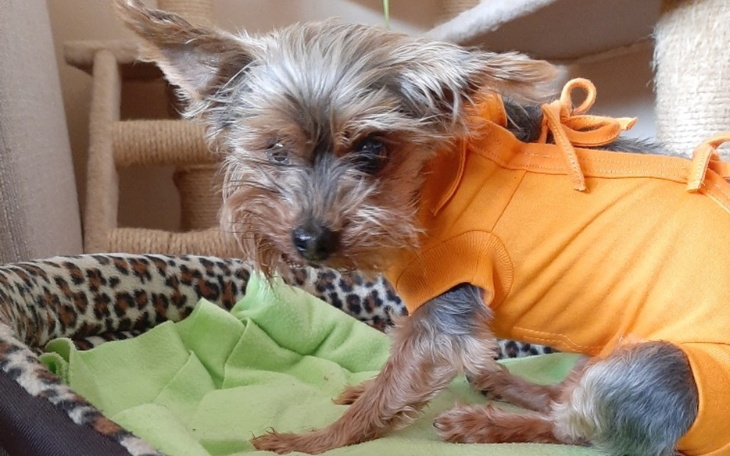 Zbiórka Czikunia - ratunek w ostatniej - zdjęcie główne