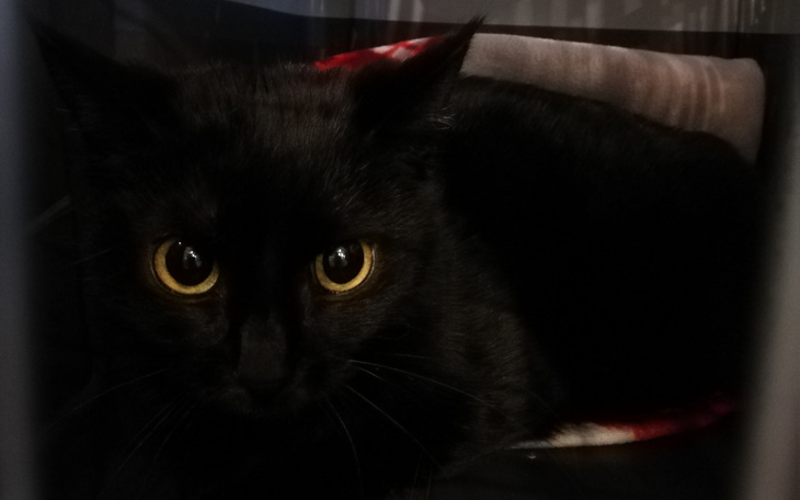 Zbiórka Nieszczęścia chodzą trójkami - zdjęcie główne