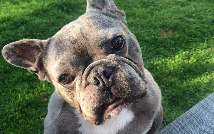 Słodki pies rasy buldog francuski, patrzący w obiektyw.