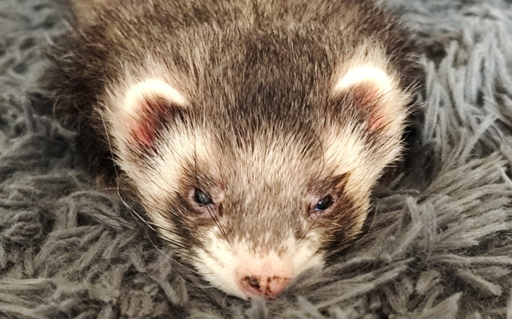 Fretka leżąca na miękkim kocu, z wyrazem twarzy.