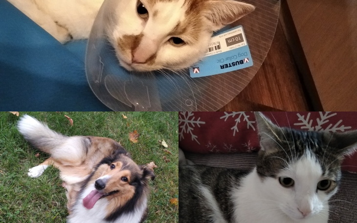 Zbiórka Jedzenie dla pet - zdjęcie główne