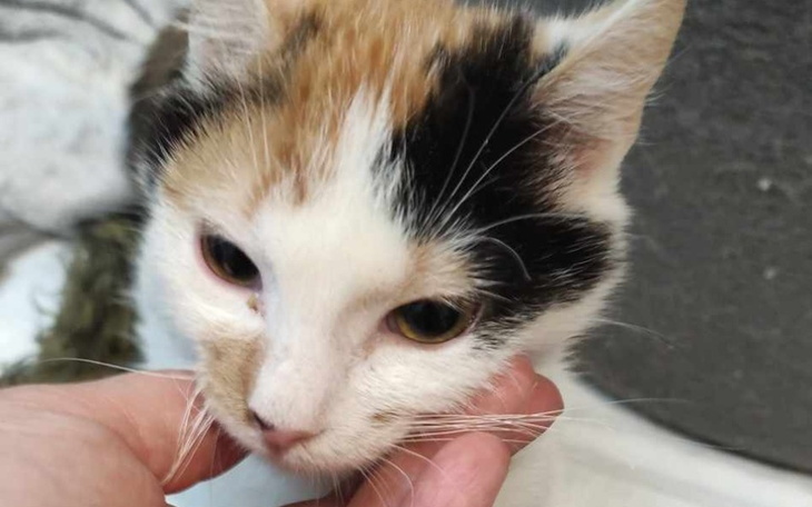 Zbiórka Faktura za ratowanie życia - zdjęcie główne