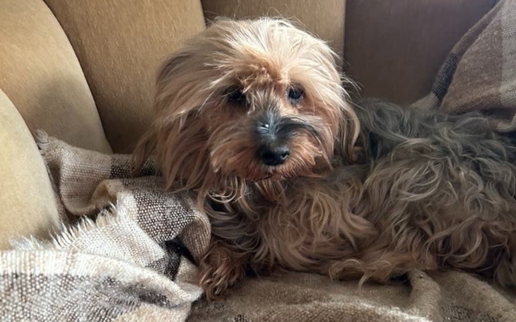 Pies na kanapie, z długim, puszystym futrem.