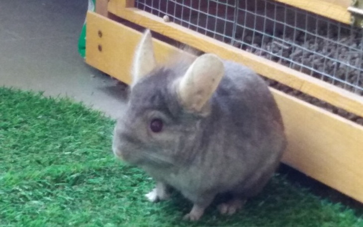 Zbiórka Na ratunek szynszyli - zdjęcie główne