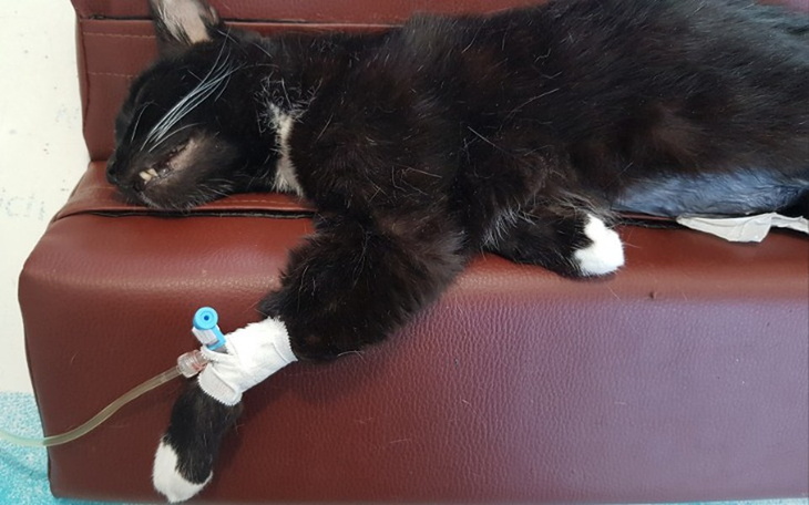 Zbiórka Młody Ramzesik walczy o życie - zdjęcie główne