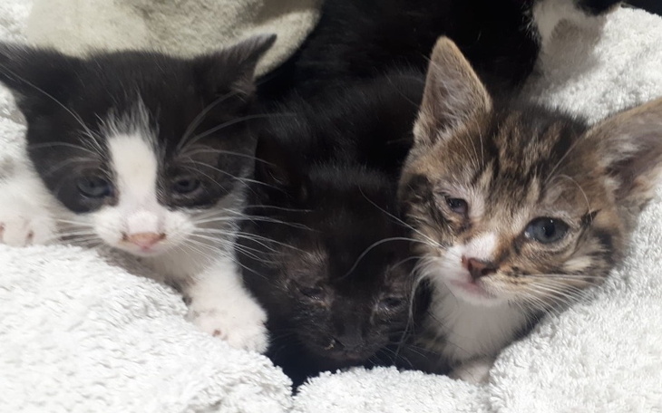 Zbiórka Kociaki chcą zobaczyć własny dom - zdjęcie główne