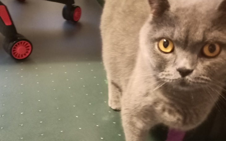 Zbiórka Zbiórka dla kota o imieniu Draco - zdjęcie główne