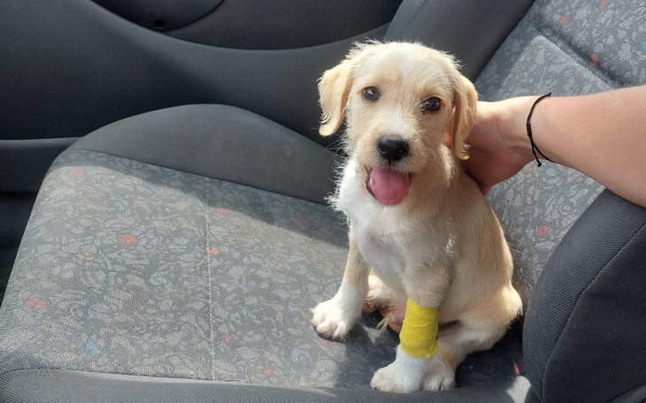 Zbiórka Smiertelna choroba parwowiroza - zdjęcie główne