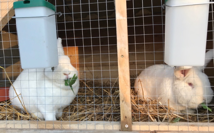 Zbiórka Na krolika do hodowli - zdjęcie główne