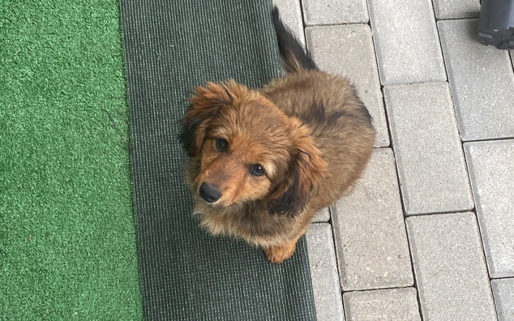 Zbiórka Pomóż ratować szczeniaka - zdjęcie główne