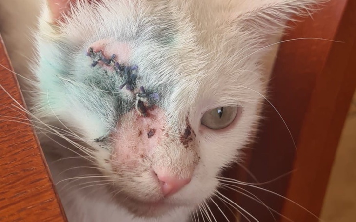 Zbiórka Zaatakowana przez psa - zdjęcie główne