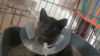 Zbiórka 🥺Porzucony, potrącony, pobawiony nadziei 🥺 - miniaturka zdjęcia