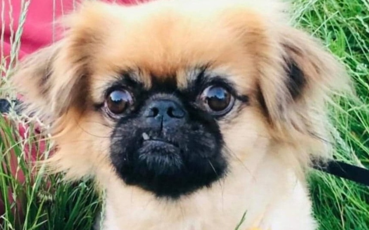 Zbiórka Na ratunek Zyziowi - zdjęcie główne