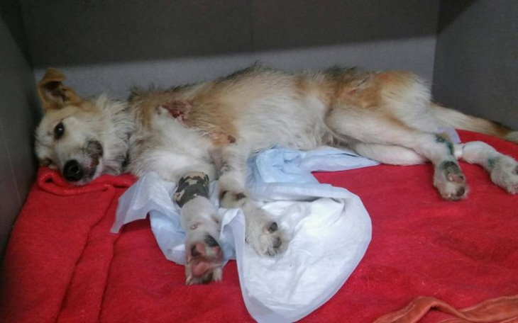 Chory pies leżący na łóżku, z opatrunkiem na łapie.