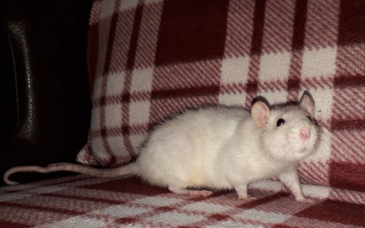 Zbiórka Wrocławskie szczury z ulicy - zdjęcie główne