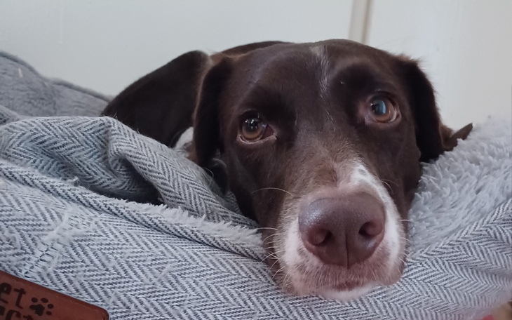 Pies rasy pointer leżący w wygodnym legowisku.