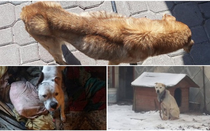 Zbiórka Pomoc zwierzętom | Interwencje - zdjęcie główne