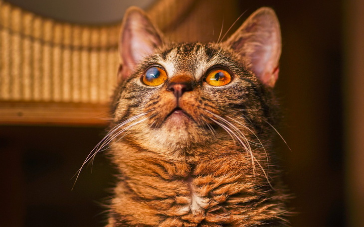 Zbiórka Thelmę dopadł FIP. Pomóż jej - zdjęcie główne