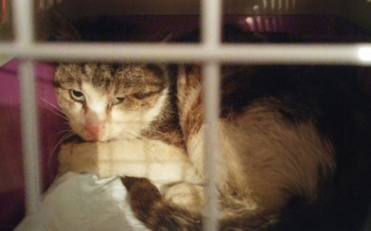 Zbiórka Koty Spod Bloku - zdjęcie główne