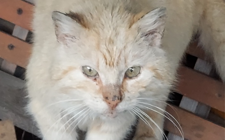 Zbiórka Biedaki bezdomniaki - zdjęcie główne