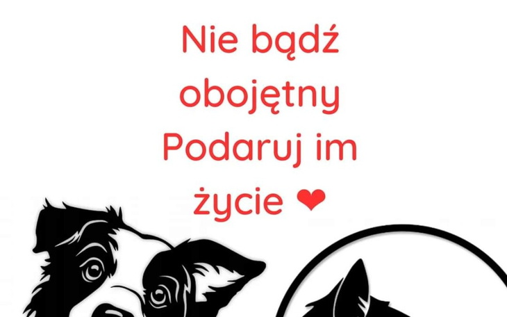 Zbiórka NiechcianeZapomniane - zdjęcie główne