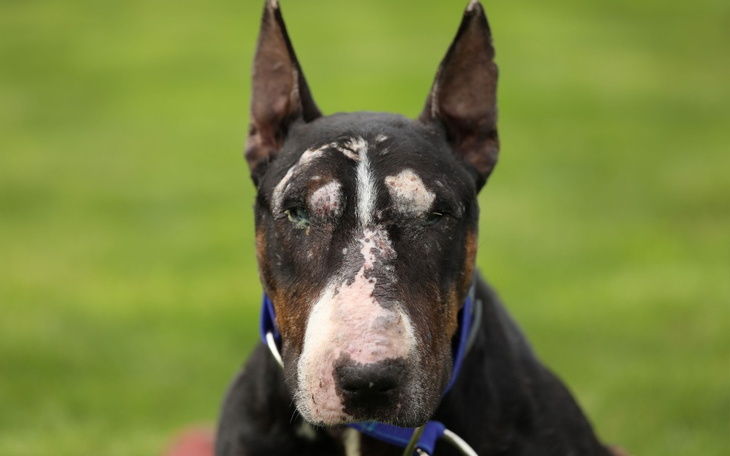 Zbiórka bulek - zdjęcie główne