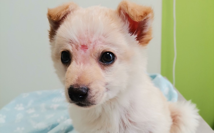 Zbiórka Wyniszczone szczeniaki - zdjęcie główne