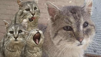 Zbiórka Na pomoc Frankowi z Podlasia - miniaturka zdjęcia