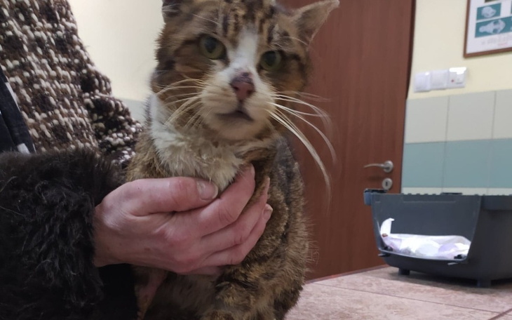 Zbiórka Pogryziony Ryś - zdjęcie główne