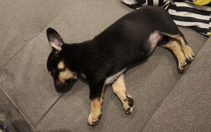 Mały piesek śpiący na kanapie, zrelaksowany i spokojny.