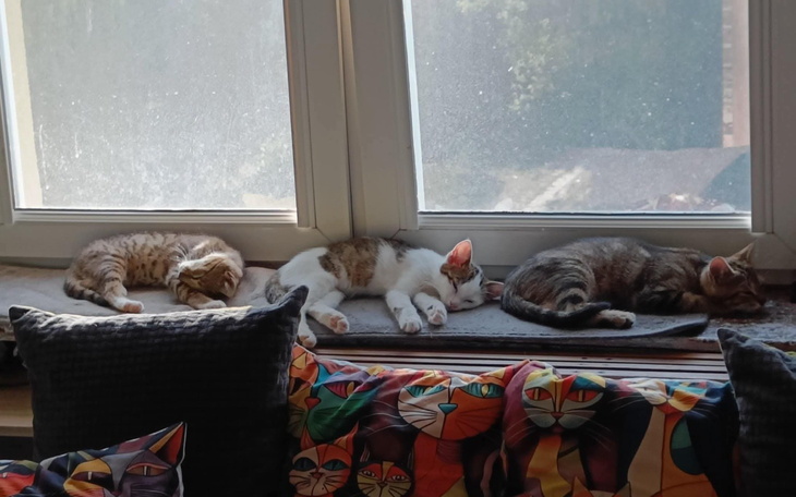 Trzy śpiące koty na parapecie okna.