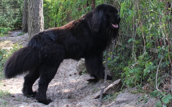 Czarny pies rasy nowofundlandzkiej spacerujący w ogrodzie.