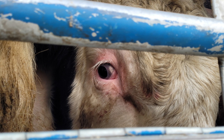 Zbiórka pomoc prawna - zwierzęta - zdjęcie główne