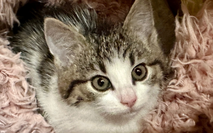Mały kotek leżący na różowym kocyku, z dużymi oczami.
