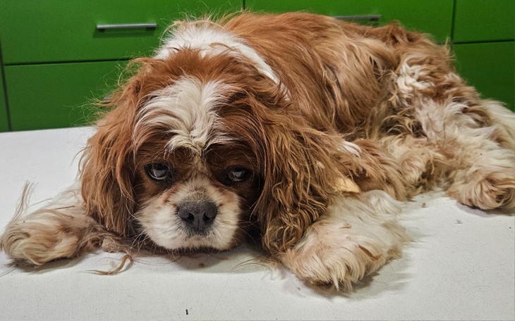 Zbiórka Babeszjoza wykańcza Ludwiczka - zdjęcie główne