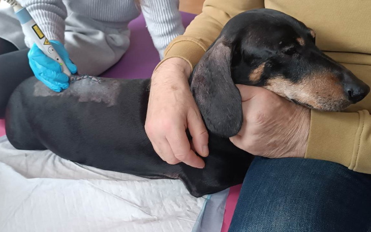 Pies w trakcie leczenia, spokojnie trzymany przez właściciela.