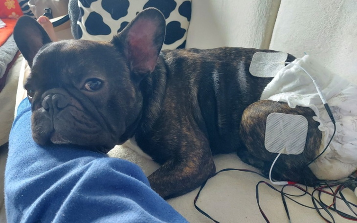 Zbiórka Pomóż Neo znowu chodzić - zdjęcie główne