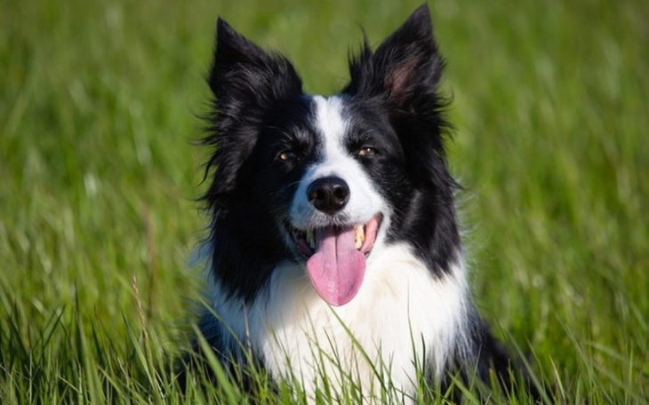 Zbiórka potrzeby dla schronisk - zdjęcie główne