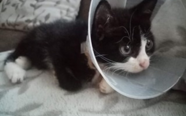 Zbiórka Oderwany i zmiażdżony ogonek - zdjęcie główne