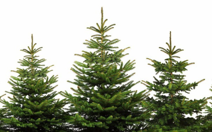 Zbiórka Choinki dla potrzebujących. - zdjęcie główne