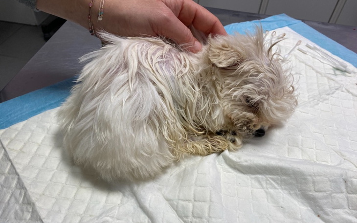 Zbiórka Szczeniak wyrzucony jak śmieć - zdjęcie główne