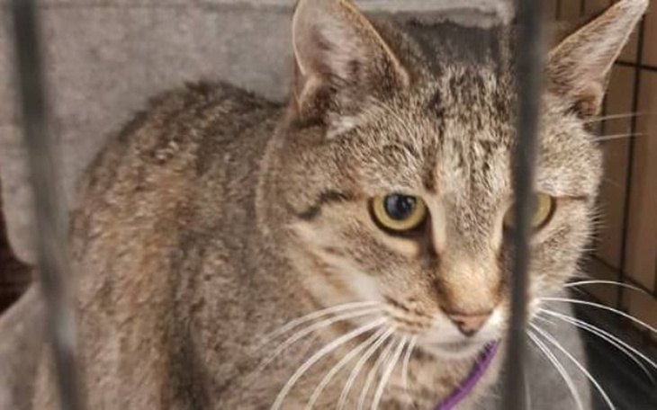 Zbiórka Godna kocia starość - zdjęcie główne