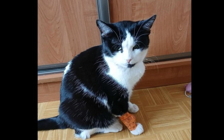 Czarnobiały kot z opatrunkiem na łapie, wygląda na zmartwionego.