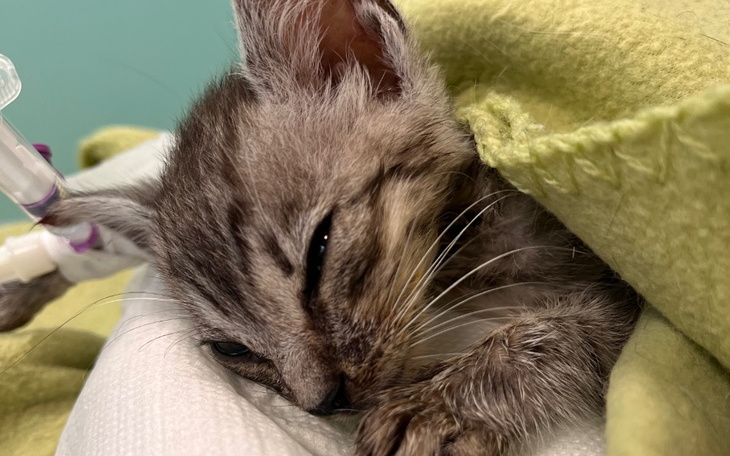 Zbiórka Pomóż maluchom wyzdrowieć SOS - zdjęcie główne