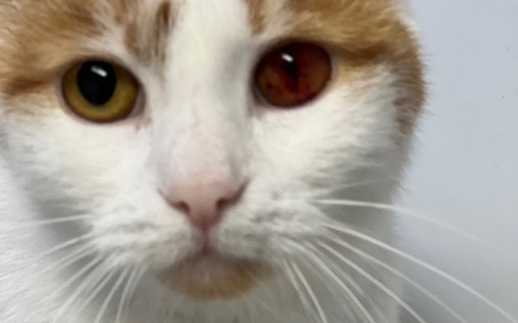 Zbiórka Bez leczenia Lusia umrze - zdjęcie główne