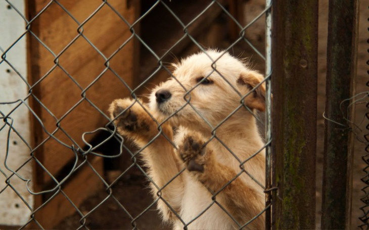 Zbiórka Na transport psiej rodzinki - zdjęcie główne