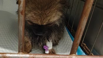 Zbiórka Ratujemy maleńkiego szpica - miniaturka zdjęcia