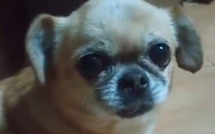 Zbiórka Tosia i Rak. Potrzebna operacja - zdjęcie główne