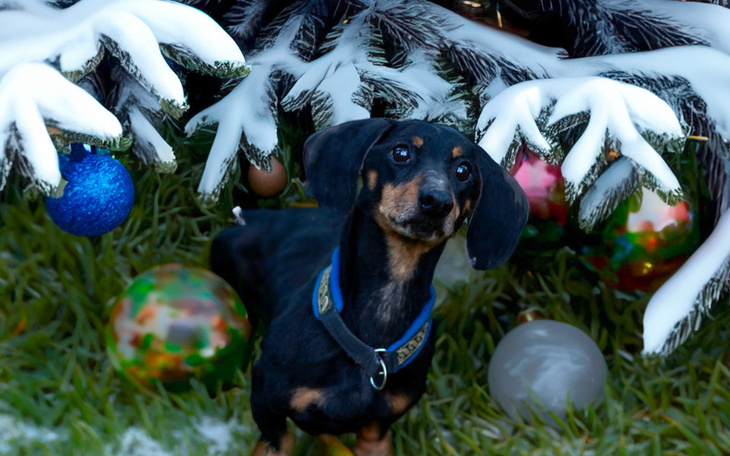 Zbiórka GWIAZDKA dla FIGO - zdjęcie główne