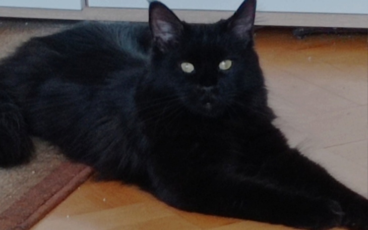 Zbiórka Zbiórka na operacje Lisy - zdjęcie główne